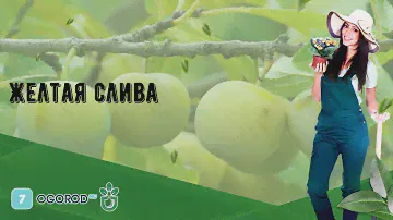 Желтая слива