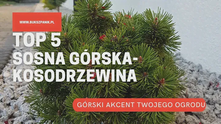 Sosna górska syn. kosodrzewina: Pinus Mugo: Mops,Winter Gold, Picobello, Pumilio,Sunshine co wybrać?