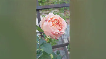 Роза Папа Дельбар .