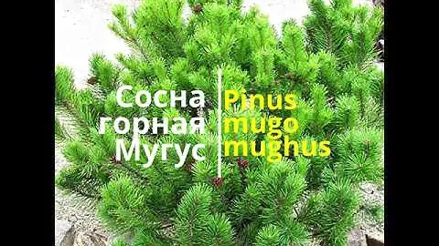 Сосна горная Мугус Марент, Семена