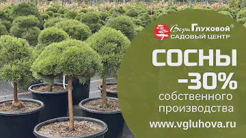 СОСНЫ СОБСТВЕННОГО ПРОИЗВОДСТВА