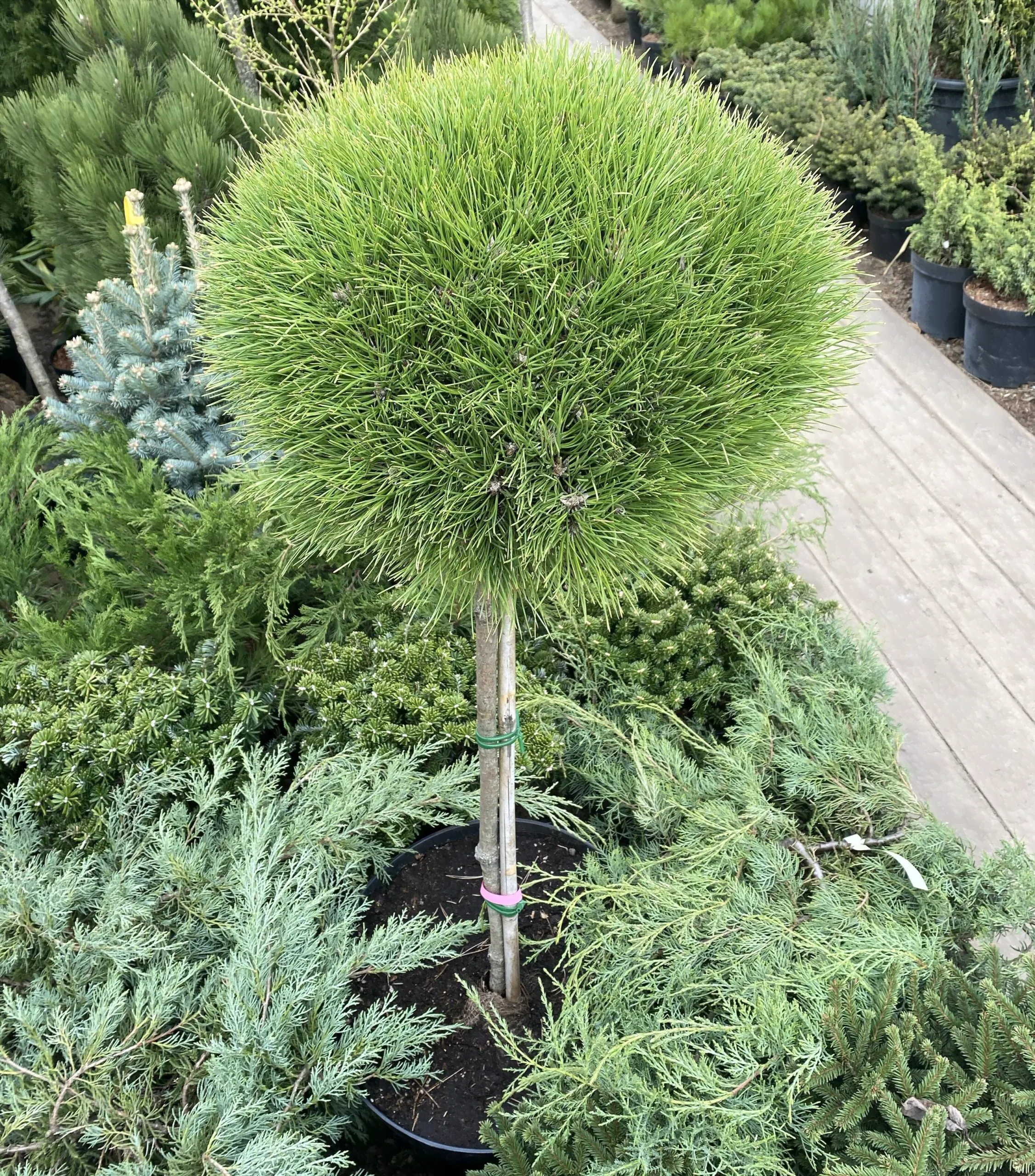 Сосна горная Варелла (Pinus mugo Varella) PA