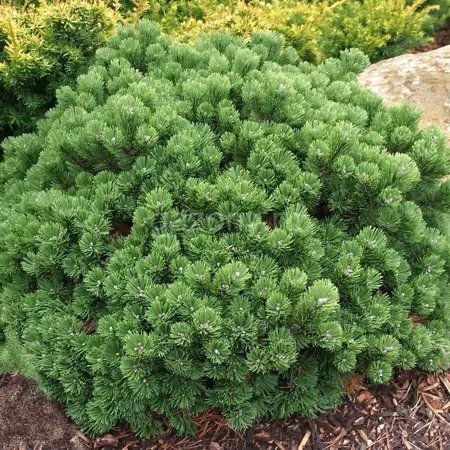Сосна горная Pinus mugo "Mini Mops" : C12, h=30-40>-0