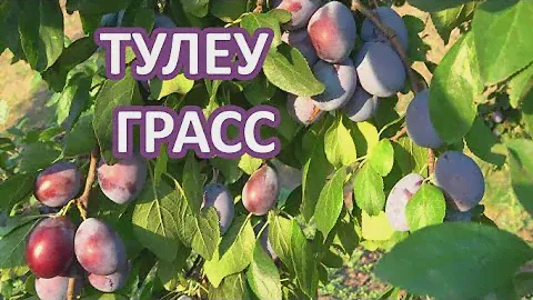 Идеальный сорт для получения чернослива ТУЛЕУ ГРАСС / Слива с высокой сахаристостью мякоти плодов