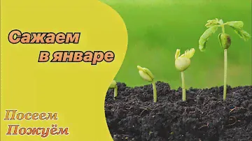 Какие цветы и овощи посеять в январе