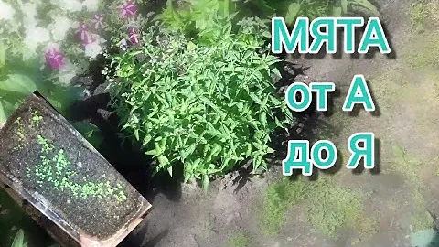 Мята из семян от А до Я / от посева до цветения и сбора /   Как вырастить -  Мята "Радуга"
