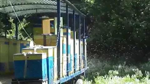 🔴Пасека🔴Пасека в горах на липе🔴Лёт пчел на липе🔴Липовый мед