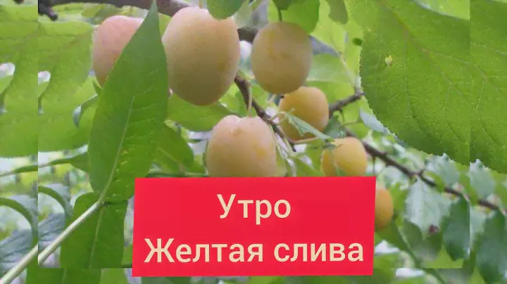 Слива жёлтая сорт Утро.