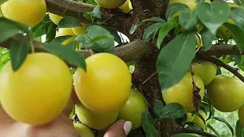 Алыча Царская  - Один из лучших сортов алычи с ароматом дыни!