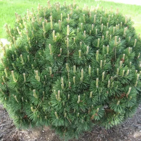 Сосна горная Pinus mugo "Gnom" : C5, h=40-60>