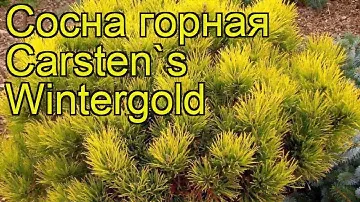 Сосна горная Карстенс Винтерголд. Краткий обзор, описание pinus mugo Carsten's Wintergold