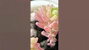 Удивительный мир суккулентов ❤️ #succulent