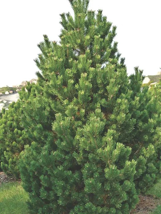 Сосна горная (Pinus mugo) "Columnaris"