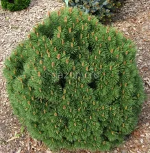 Сосна горная Pinus mugo 'Hnizdo' : С7,5, h=20-30>