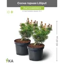Сосна горная Lilliput (Лилипут) 40-60 см в пластиковом горшке 3 л, саженец, хвойное живое растение, комплект из 2 шт