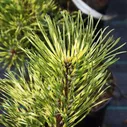 Сосна горная Саншайн / С5 / Pinus mugo Sunshine