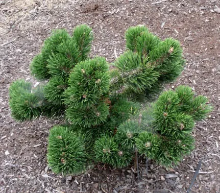Сосна горная Якобсен (Pinus mugo Jakobsen) С50