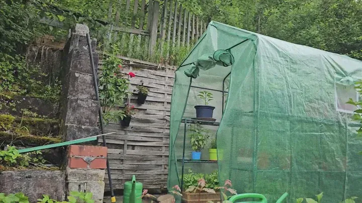 ИДУ В ТЕПЛИЦУ #влог #дача #nature #garden #plants #сад #огород #
