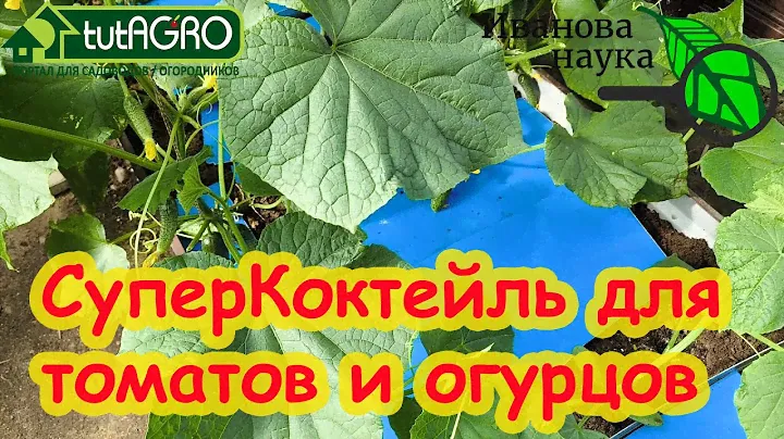 СУПЕРПОДКОРМКА ДЛЯ ОГУРЦА и ТОМАТА. С этой подкормкой никаких желтых листьев и пятен.