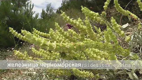 ЖелЕзница черноморская.