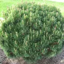 Сосна горная Pinus mugo "Gnom" : C5, h=40-60>