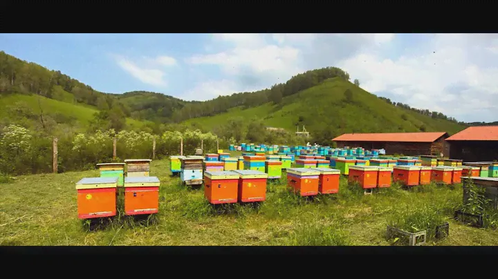 Мед 🍯 на трассе. Липа или настоящий?