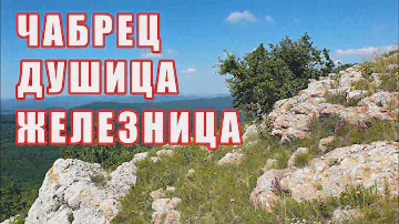 Чабрец, Душица, Железница. Полезные свойства и где растет. Крымские травы.