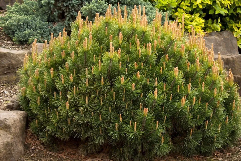 Сосна горная (Pinus mugo) 40-60 см "Мугус"
