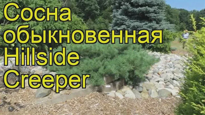 Сосна обыкновенная Хилсайд Крипер. Краткий обзор, описание pinus sylvestris Hillside Creeper