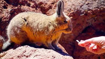 VISCACHA | Горная вискаша (южная вискача) | Altiplano, Bolivia