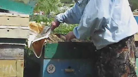 Забираю майский мед у пчел.