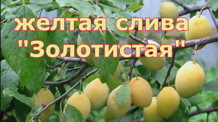 Желтая слива "Золотистая".