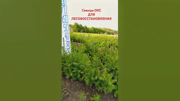 Сеянцы #Ели #Сосны для #лесовосстановление на осень 2023г с ОКС открыт приём заказов Лесопитомника