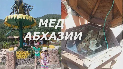 ОТДЫХ С ДЕТЬМИ В АБХАЗИИ, ВКУСНЫЙ ГОРНЫЙ МЕД В АБХАЗИИ