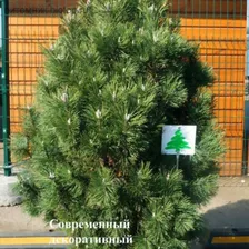Сосна горная (Pinus mugo Columbo (Columnaris)) C2/3 10-30