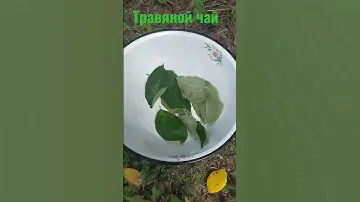 Травяной чай своими руками #травы #здоровье #лекарственныетравы #яблоня #вишня #смородина #чай