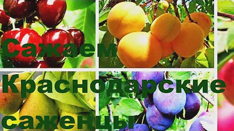 #49 Распаковка саженцев из Краснодарского питомника.