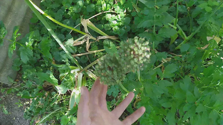 Горный лук Анзур или лук Суворова.
