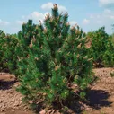 Сосна горная Унцината (30-40 см, C3)