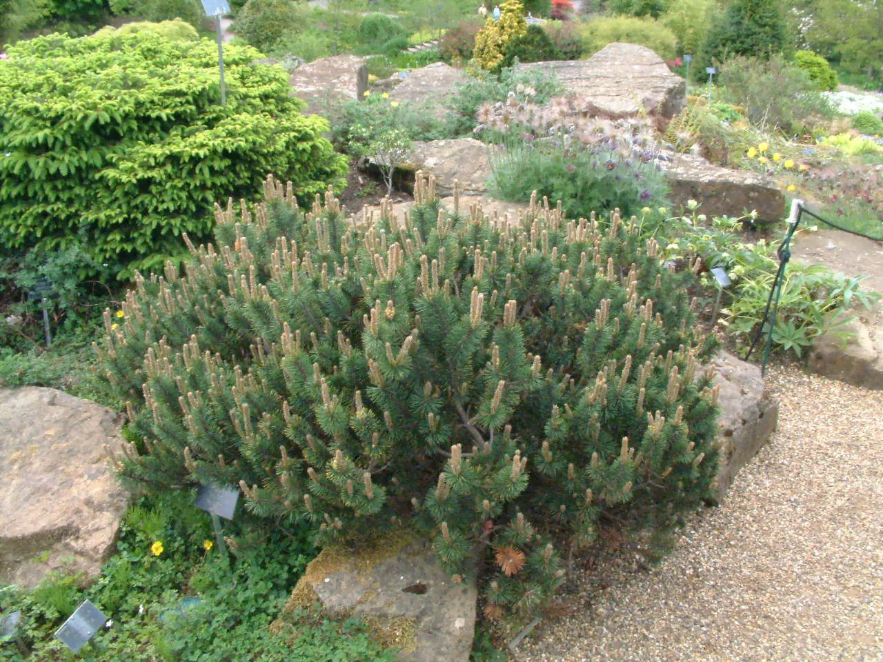Сосна горная (Pinus mugo Humpy)-0