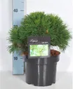 Сосна горная (Pinus mugo Varella H:1,5 м,D:1,2 м) С4 25см
