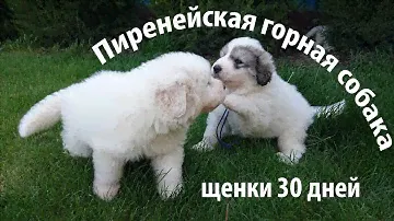 Щенки пиренейской горной собаки, 30 дней.