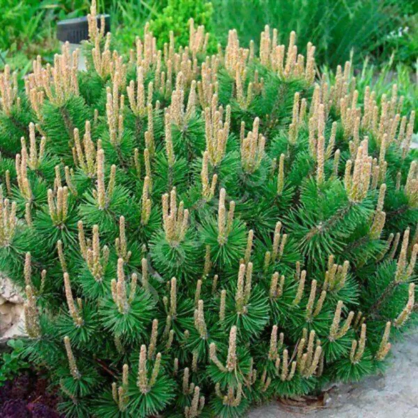 Сосна горная Humpy (Хампи) (С5) (20-30 см)-0