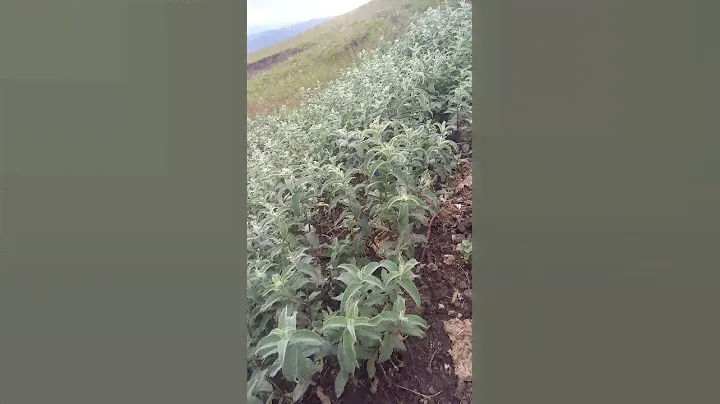 Горная мята