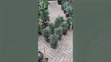 🌲Сосна Варелла | Telegram: https://t.me/love_is_hvoiny_dvorik
