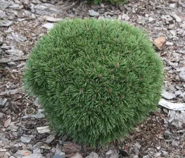 Сосна горная Гнездо (Pinus mugo «Hnizdo») С15