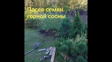 Посев семян горной сосны в домашних условиях 1 часть