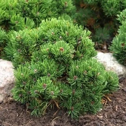 Сосна горная 'Picobello' - Pinus mugo 'Picobello'-0