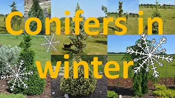 Conifers in winter / Хвойные зимой / Okaspuud talvel