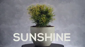​Саншайн - Сосна горная (Pinus mugo 'Sunshine') - двухцветная сосна